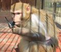 rhesus on the phone