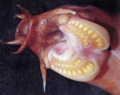 Hagfish