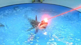 laser shark!