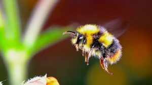 bumble-bee-300x169.jpg