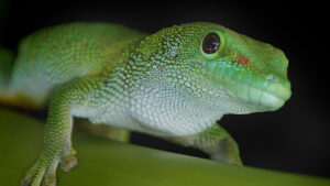 gecko-300x169.jpg