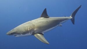 Great_White_Shark-300x169.jpg